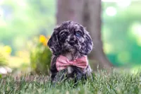 Gabby, a female Cocker Spaniel for sale in Baltic, OH – 5 of 10