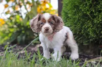 Blossom, a female Cocker Spaniel for sale in Baltic, OH – 8 of 9