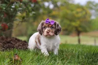 Amber, a female Cocker Spaniel for sale in Baltic, OH – 5 of 8