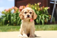 Pearl, a female Cocker Spaniel for sale in Baltic, OH – 3 of 9