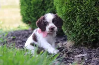 Byrdie, a female Cocker Spaniel for sale in Baltic, OH – 5 of 8