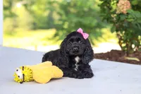Kaylee, a female Cocker Spaniel for sale in Baltic, OH – 2 of 5