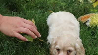 Acorn, a male Cocker Spaniel for sale in Baltic, OH – 6 of 6