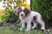 Blossom, a female Cocker Spaniel for sale in Baltic, OH – 4 of 9