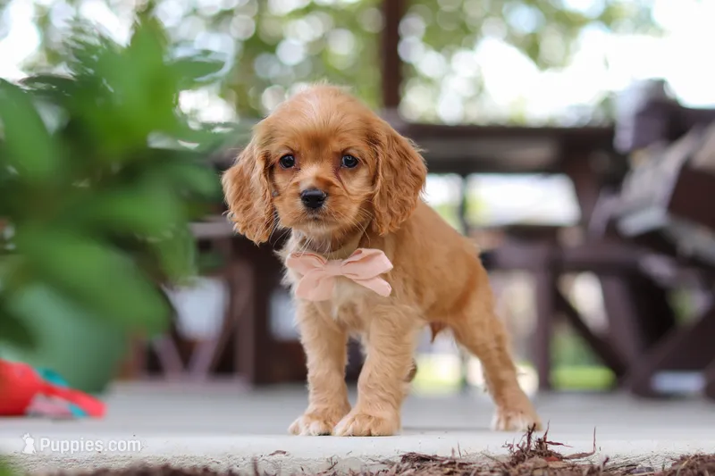 Billie – Cocker Spaniel puppy for sale in Baltic, OH