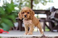 Billie, a female Cocker Spaniel for sale in Baltic, OH – 1 of 9