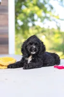 Sophie, a female Cocker Spaniel for sale in Baltic, OH – 6 of 9