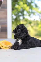 Sophie, a female Cocker Spaniel for sale in Baltic, OH – 3 of 9