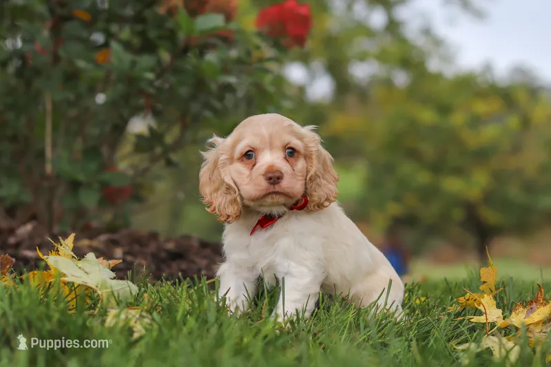 Acorn – Cocker Spaniel puppy for sale in Baltic, OH