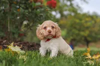 Acorn, a male Cocker Spaniel for sale in Baltic, OH – 1 of 6