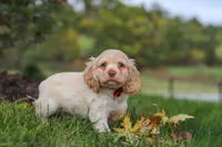 Acorn, a male Cocker Spaniel for sale in Baltic, OH – 5 of 6