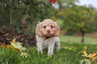 Acorn, a male Cocker Spaniel for sale in Baltic, OH – 4 of 6