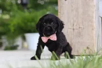 Beauty, a female Cocker Spaniel for sale in Baltic, OH – 5 of 9