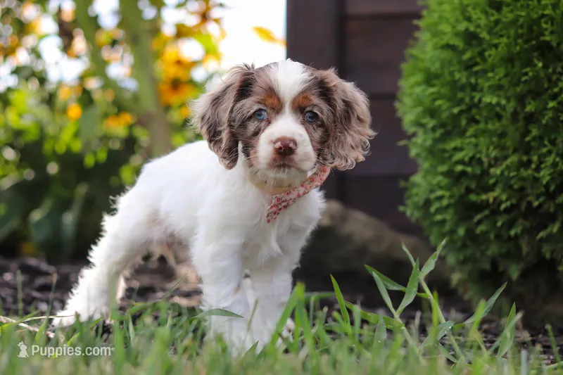 Blossom – Cocker Spaniel puppy for sale in Baltic, OH