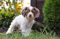 Blossom, a female Cocker Spaniel for sale in Baltic, OH – 1 of 9