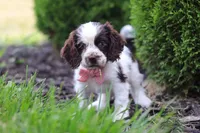 Byrdie, a female Cocker Spaniel for sale in Baltic, OH – 4 of 8