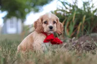 Boone, a male Cocker Spaniel for sale in Baltic, OH – 6 of 10