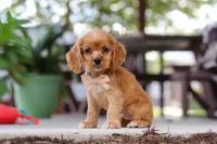 Billie, a female Cocker Spaniel for sale in Baltic, OH – 7 of 9