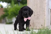 Beauty, a female Cocker Spaniel for sale in Baltic, OH – 2 of 9