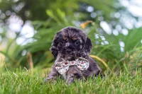 Jewel, a female Cocker Spaniel for sale in Baltic, OH – 8 of 9