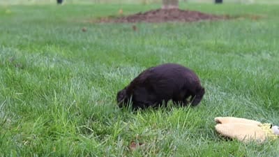 Autumn, a female Cocker Spaniel for sale in Baltic, OH – 8 of 8