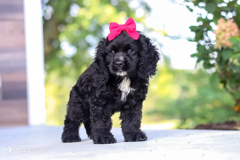 Sophie – Cocker Spaniel puppy for sale in Baltic, OH