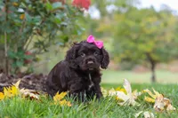 Autumn, a female Cocker Spaniel for sale in Baltic, OH – 7 of 8