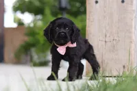 Beauty, a female Cocker Spaniel for sale in Baltic, OH – 6 of 9