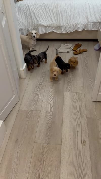 Blue, a male Miniature Dachshund for sale in Cambridge City, IN – 6 of 6