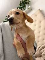 Blue, a male Miniature Dachshund for sale in Cambridge City, IN – 2 of 6