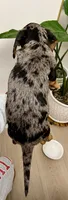 Nova, a female Miniature Dachshund for sale in Cambridge City, IN – 4 of 4