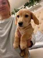 Blue, a male Miniature Dachshund for sale in Cambridge City, IN – 5 of 6