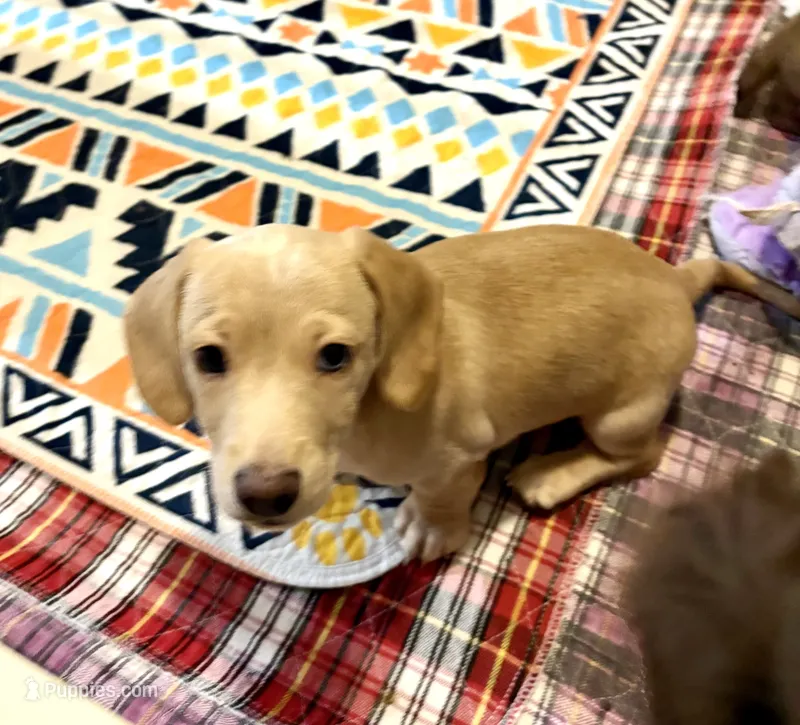 Blue – Miniature Dachshund puppy for sale in Cambridge City, IN