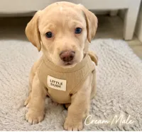 Blue, a male Miniature Dachshund for sale in Cambridge City, IN – 1 of 6