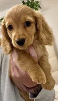 Lil Redd, a female Miniature Dachshund for sale in Cambridge City, IN – 2 of 7