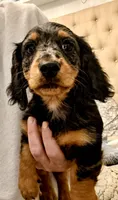 Nova, a female Miniature Dachshund for sale in Cambridge City, IN – 2 of 4