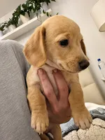 Blue, a male Miniature Dachshund for sale in Cambridge City, IN – 3 of 6