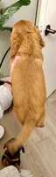 Lil Redd, a female Miniature Dachshund for sale in Cambridge City, IN – 3 of 7