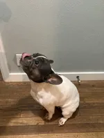 May, a female French Bulldog for sale in Cambridge City, IN – Photo 2 of 5