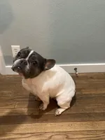 May, a female French Bulldog for sale in Cambridge City, IN – Photo 4 of 5