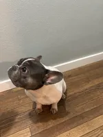 May, a female French Bulldog for sale in Cambridge City, IN – Photo 3 of 5