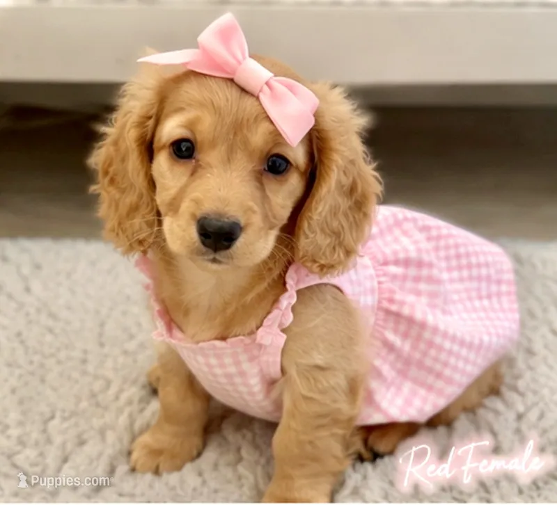 Lil Redd – Miniature Dachshund puppy for sale in Cambridge City, IN