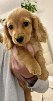 Lil Redd, a female Miniature Dachshund for sale in Cambridge City, IN – 6 of 7