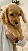 Lil Redd, a female Miniature Dachshund for sale in Cambridge City, IN – 4 of 7