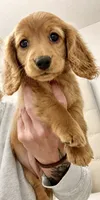 Lil Redd, a female Miniature Dachshund for sale in Cambridge City, IN – 5 of 7