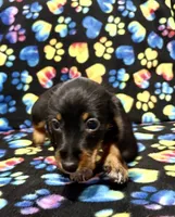 Elvis AKC wirehair, a male Miniature Dachshund for sale in Cambridge City, IN – Photo 6 of 9