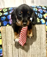 Elvis AKC wirehair, a male Miniature Dachshund for sale in Cambridge City, IN – Photo 4 of 9