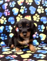 Elvis AKC wirehair, a male Miniature Dachshund for sale in Cambridge City, IN – Photo 5 of 9