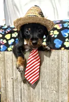 Elvis AKC wirehair, a male Miniature Dachshund for sale in Cambridge City, IN – Photo 7 of 9