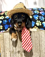 Elvis AKC wirehair, a male Miniature Dachshund for sale in Cambridge City, IN – Photo 9 of 9